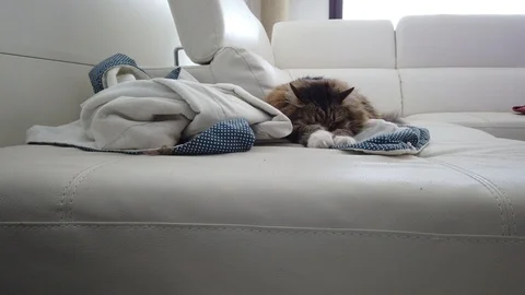 Cute brown tabby cat sleeping in a curious position on the sofa Stock Footage 128174865