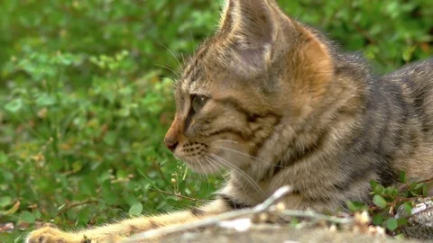 Cute, brown tabby kitten cat taking a nap, closeup Stock Footage 78587640