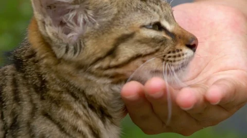 Cute, brown tabby kitten cat with human hand Stock Footage 78588571