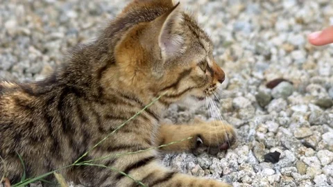 Cute, brown tabby kitten cat with human hand Stock Footage 78757384