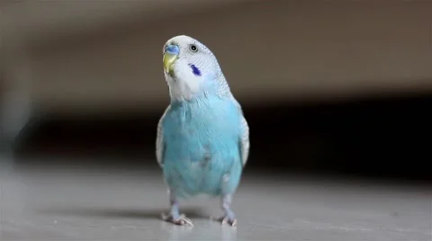 Cute budgerigar running on floor Stock Footage 41826819