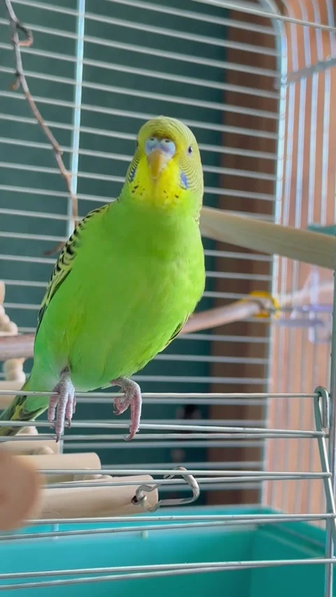 Cute Budgerigar Singing and Chirping 스톡 동영상 341320811