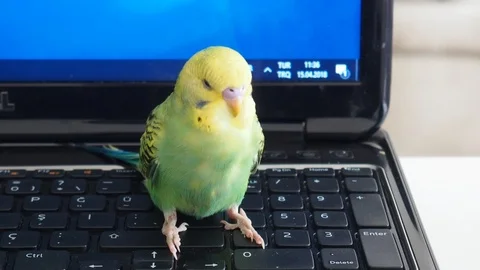 Cute budgerigar working on computer Stock Footage 93116658