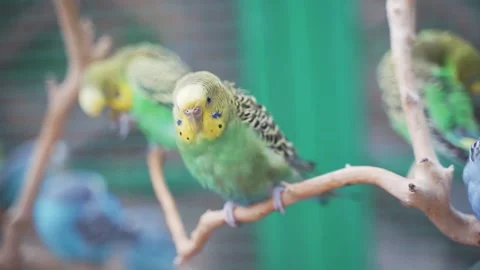 Cute budgerigars at the zoo. Stock Footage 163452169