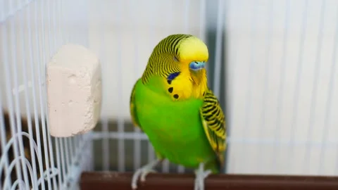 A cute budgie dozing on a perch and occasionally making sweet cheerping sounds 動画素材 338242047