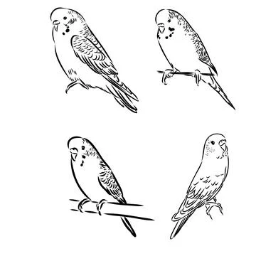 A cute budgie sits on a perch. Vector sketch illustration for design, adver.. Illustrazione stock