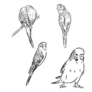 A cute budgie sits on a perch. Vector sketch illustration for design, adver.. イラスト素材
