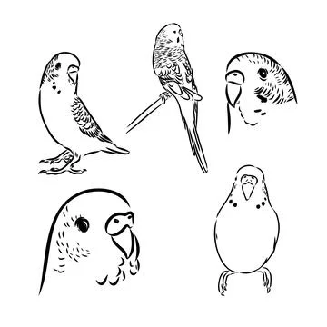 A cute budgie sits on a perch. Vector sketch illustration for design, adver.. イラスト素材