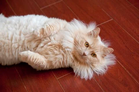 Cute buff colored cat lays on its side with paws up Stock Photos