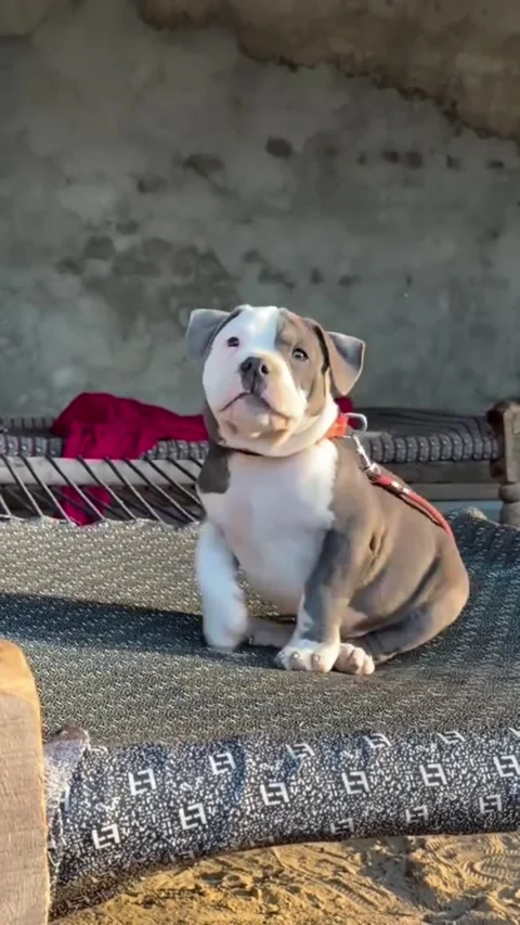 Cute Bully Puppy Playing and Sitting on a Bench. Stock Footage 333717848