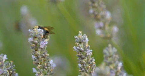 A cute bumble bee climbs and feeds in slow motion Stock Footage 113145770