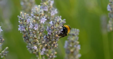 A cute bumble bee climbs around a sprig precariously in slow motion Stock Footage 113145868