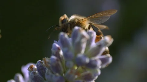A Cute bumble bee climbs on lavender and then flies away in slow motion Stock Footage 113145230