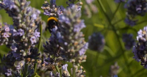 Cute bumble bee feeds on plant before flying away in slow motion Stock Footage 113147032