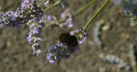 A Cute Bumblebee Inspects a Sprig of Lavender Stock Footage 113151469