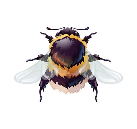 Cute bumblebee, top view of an insect. Macro Illustrazione stock