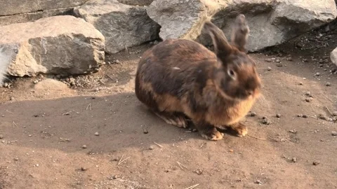 Cute bunnies on the eco farm. Easter symbol. Domestic rabbits on a ground Stock Footage 295515711