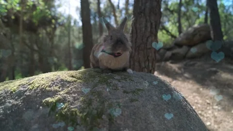 Cute Bunnies in Nest with Falling Blue Hearts Animation Stock-Footage 330245672