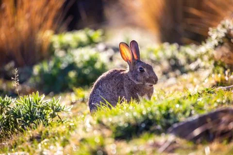 Cute Bunny 2 Stock Photos
