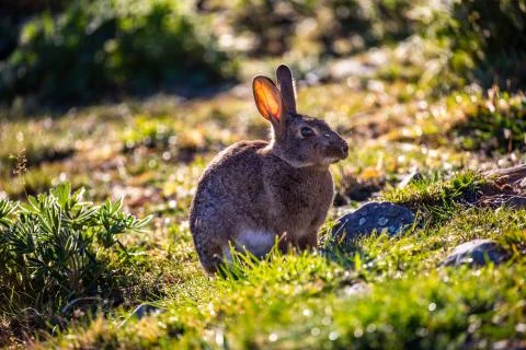 Cute Bunny 4 Stock Photos