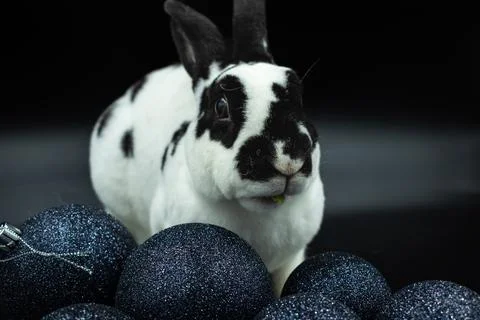 Cute bunny with black background Stock Photos