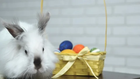 Cute bunny on Easter. Stock Footage 104394188