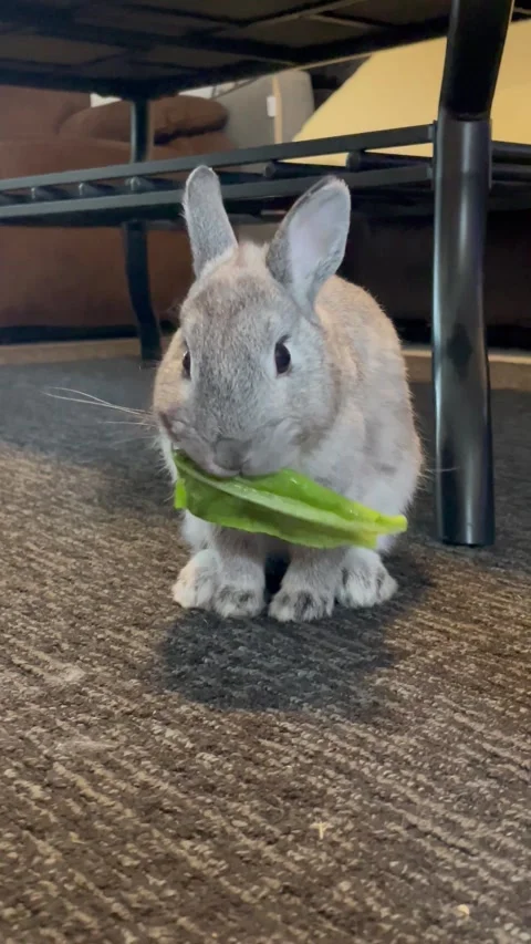 Cute Bunny Eating Stock Footage 251190035