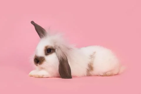 Cute bunny lying down on a pink background Stock Photos