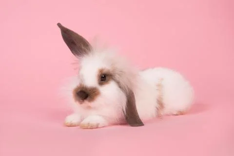 Cute bunny lying down on a pink background with one ear up and one ear down Stock Photos