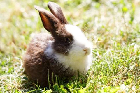 Cute bunny Stock Photos
