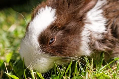 Cute bunny Stock Photos