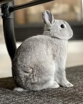 Cute Bunny 写真素材