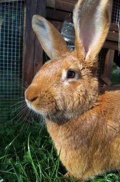 Cute Bunny Rabbit Close-Up Stock Photos