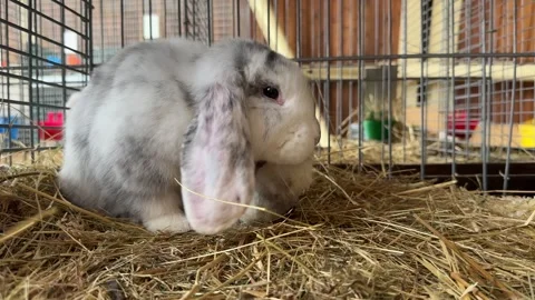 Cute Bunny Rabbit Grooming in Hay Stock Footage 287366377
