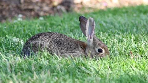 Cute Bunny Rabbit Nibbles Grass In Close Up Stock Footage Stock Footage 244445953