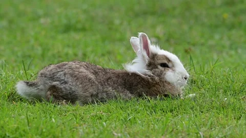 Cute bunny rabbit sleeping on green grass. Stock Footage 224837458