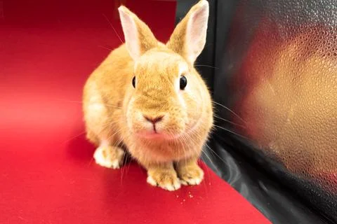 Cute bunny with red background Stock Photos