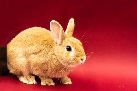 Cute bunny with red background Stock Photos
