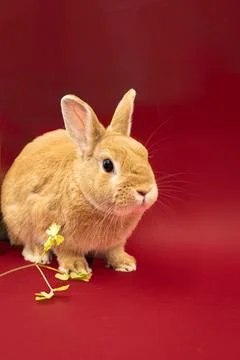 Cute bunny with red background Stock Photos