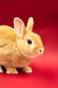 Cute bunny with red background Stock Photos