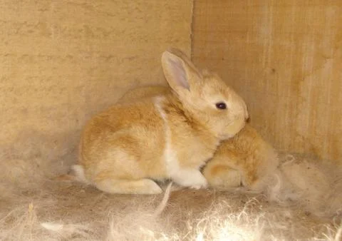 Cute bunny resting Stock Photos