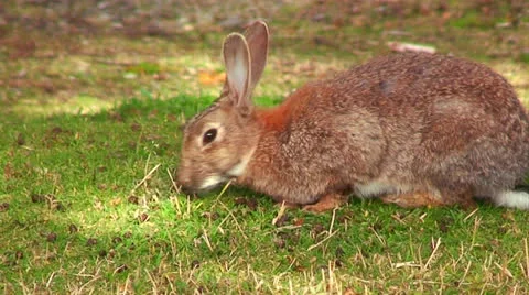A cute bunny sits in the grass. Stock Footage