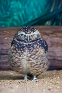 Cute burrowing owl sleeping Stock Photos