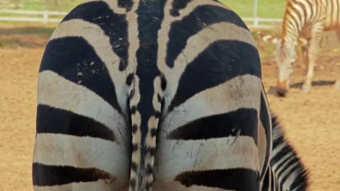 A cute butt of zebra. Stock Footage 310344239