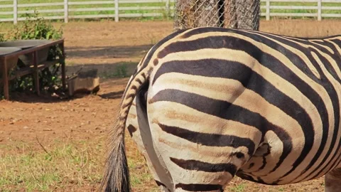 A cute butt of zebra while walking. Stock Footage 310344241