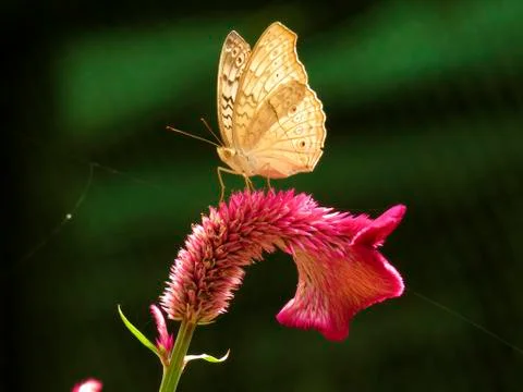 Cute Butterfly on a flower Stock Photos