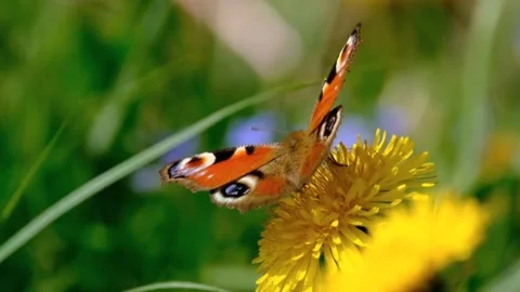 Cute butterfly 库存影片 242381132