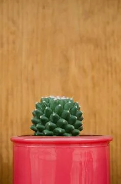 Cute Cactus In Color Pot. Stock Photos