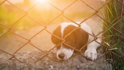 Cute caged puppy waiting for adoption Stock Footage 80632148