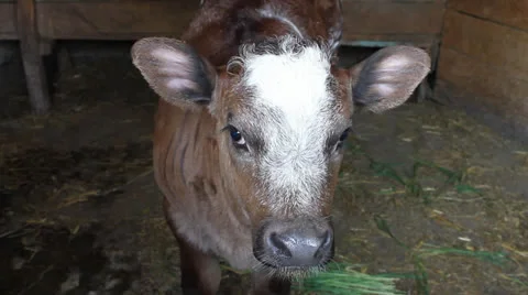 Cute calf, Bos taurus Stock Footage 24729111